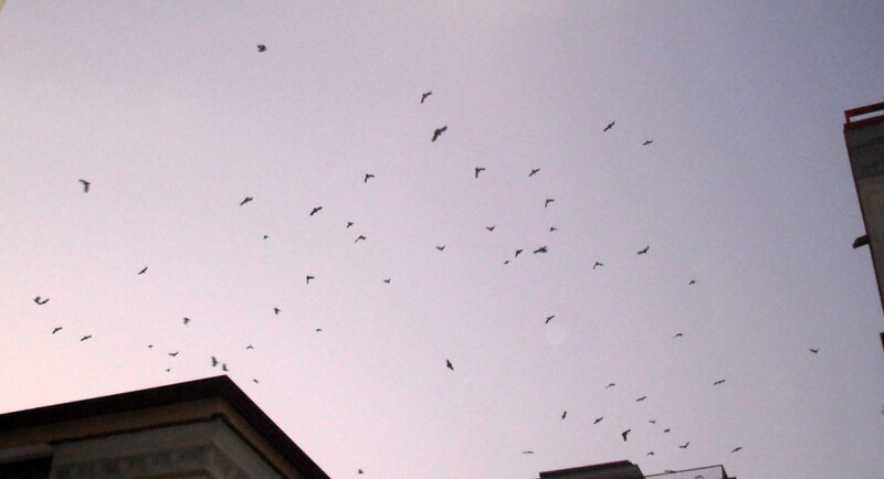 Uccelli migratori.