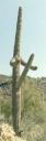 Homo cactus.