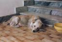 Zazà, il cane più buono del mondo